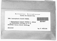 Image of Phaeosphaeria fuckelii